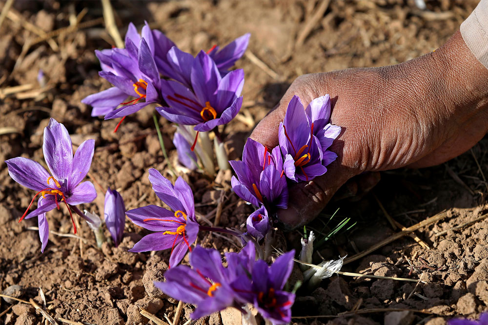 Nhụy hoa nghệ tây Saffron SALAM